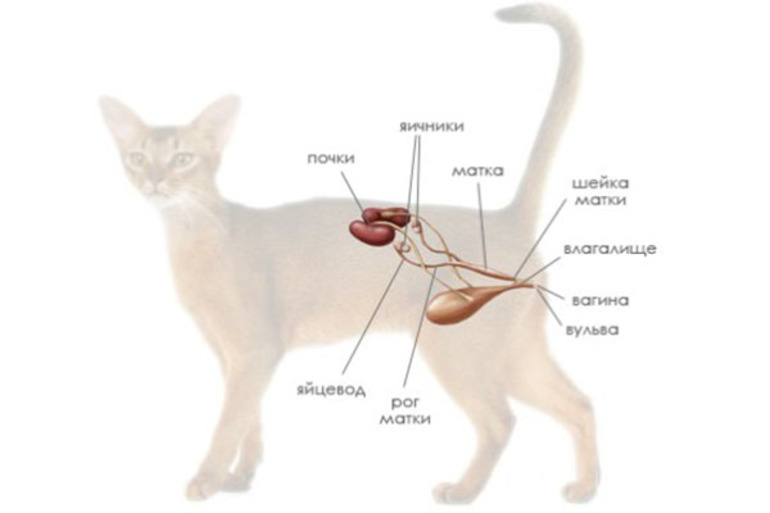 Стерилизация кошки во время течки