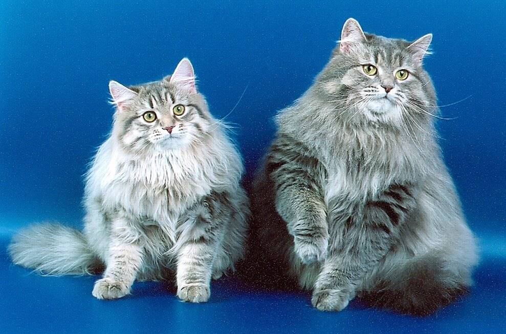Пушистые кошки: топ-11 пород с фото
пушистые кошки: топ-11 пород с фото