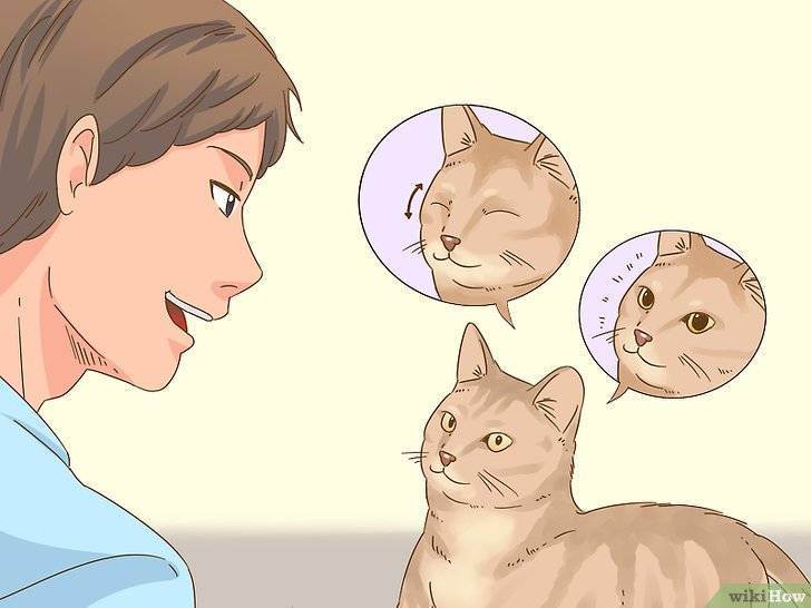 Как понравиться кошке: 3 простых совета