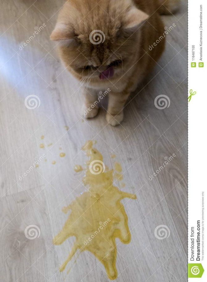 Кошку рвет желтой жидкостью