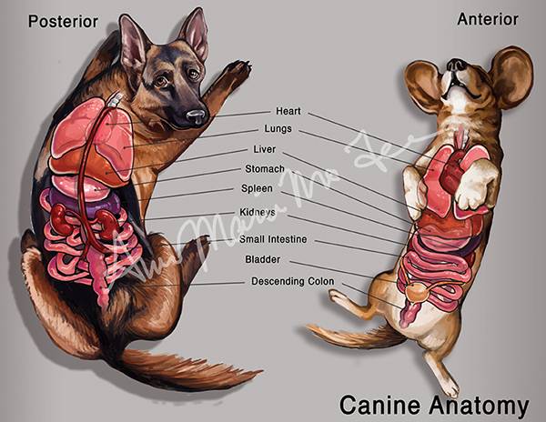 Строение лапы кошки – анатомия лапы