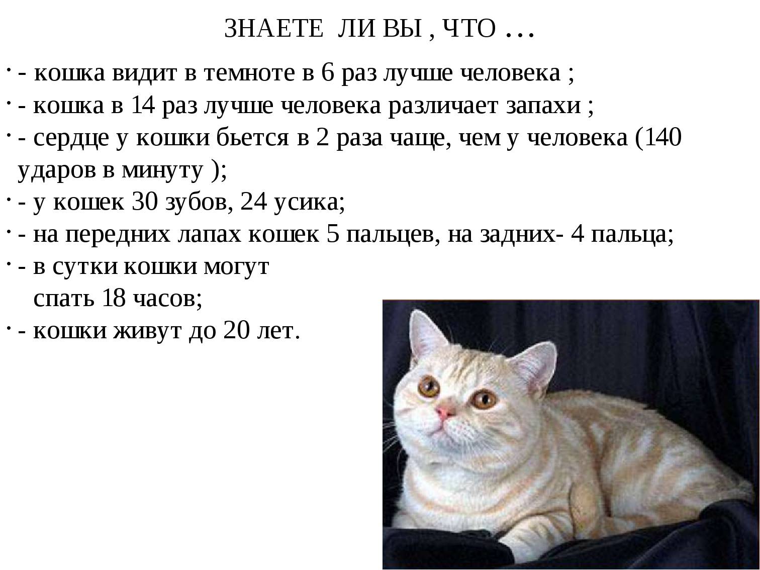 10 причин странного поведения кошки / асиенда.ру