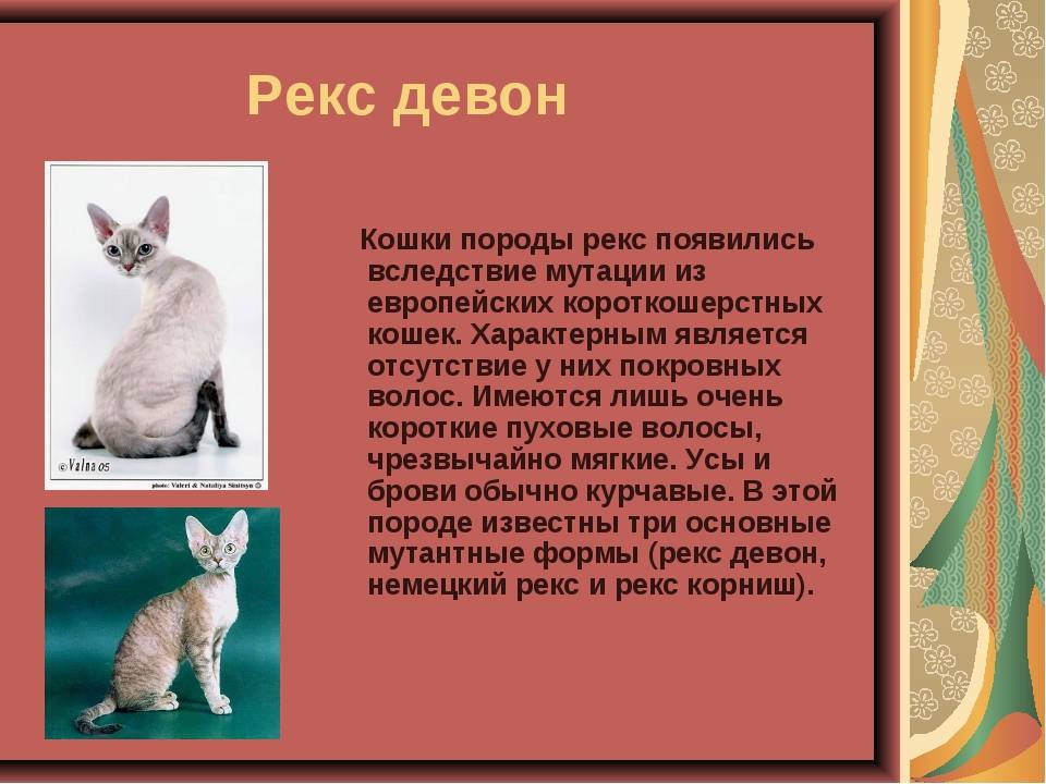 Короткошерстные кошки. немецкий рекс: описание породы, характер, содержание :: syl.ru