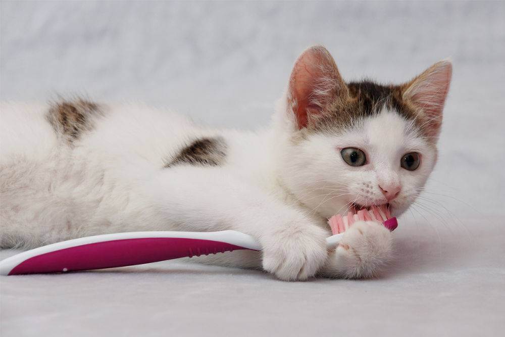 Как чистить зубы кошке — пошаговая инструкция как в домашних условиях чистить кошке клыки и зубы (110 фото)
