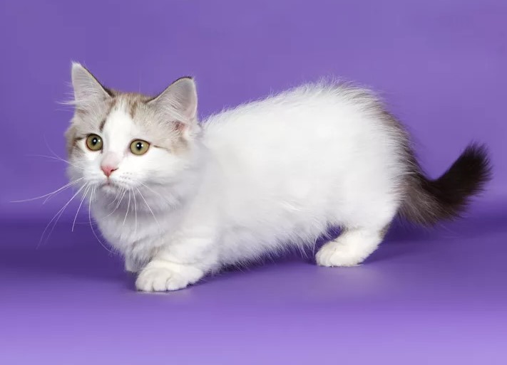 Манчкин - коротколапая кошка: описание и характер породы, уход