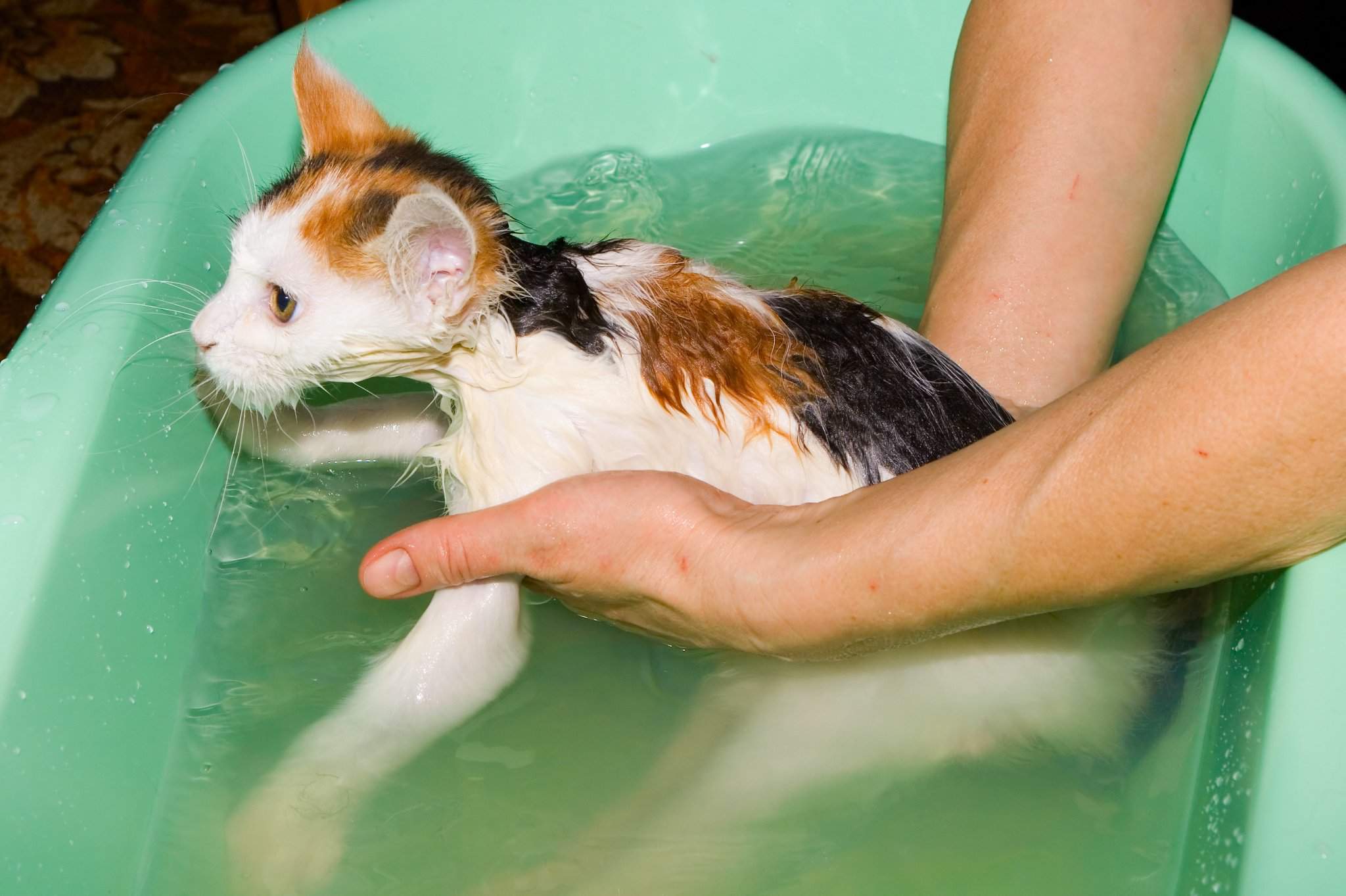 Как ухаживать за беременной кошкой и можно ли ее купать?