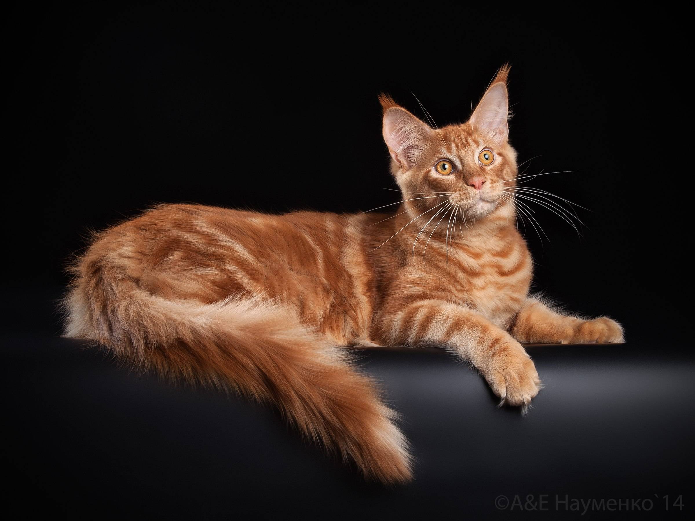 Рыжий мейн-кун: разновидности окраса и характер персиковых котов
