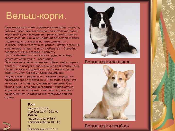 Вельш корги кардиган: описание породы собак