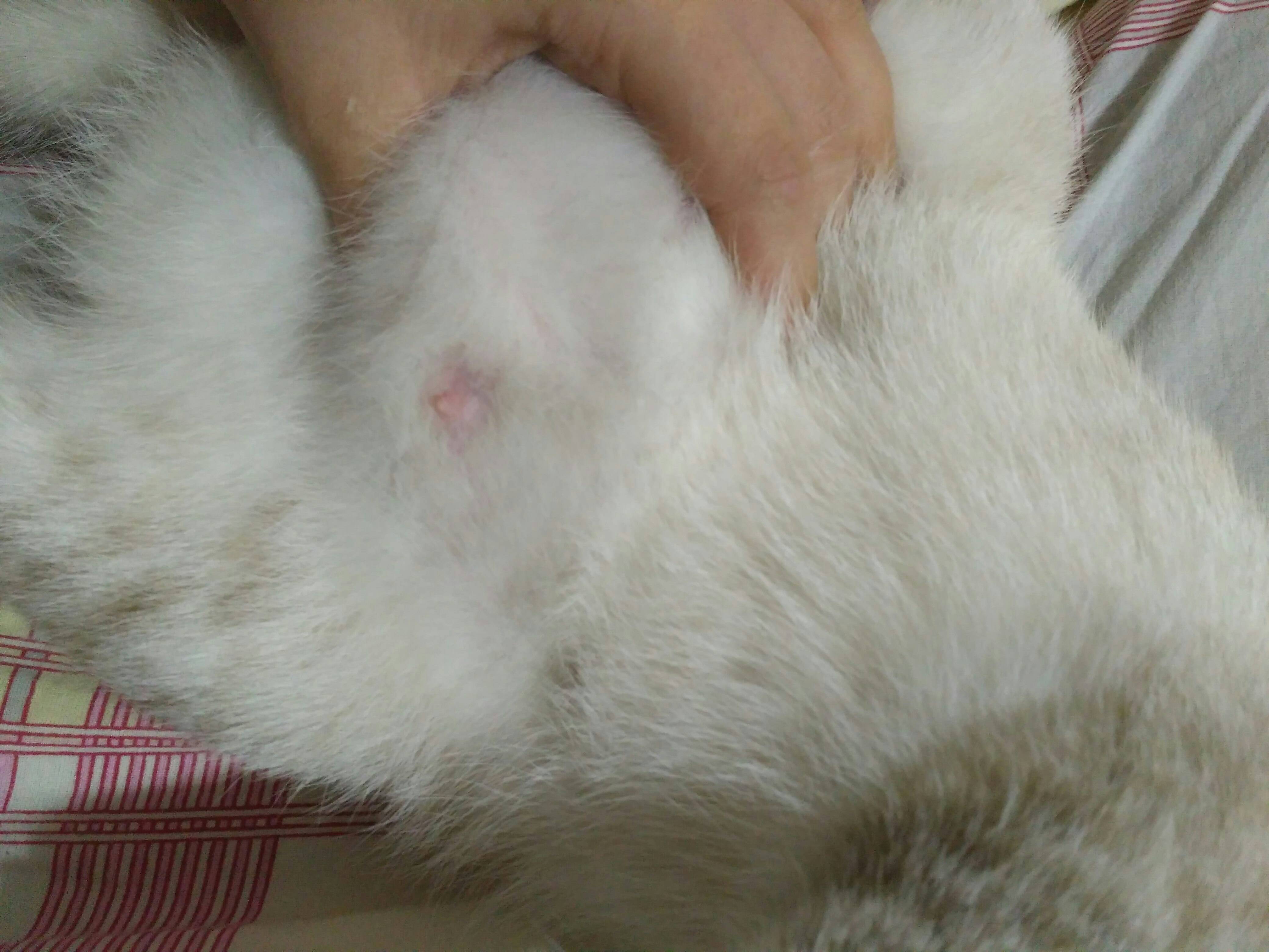 У кошки опухла грудь и воспалился сосок: причины, симптомы, диагностика и лечение