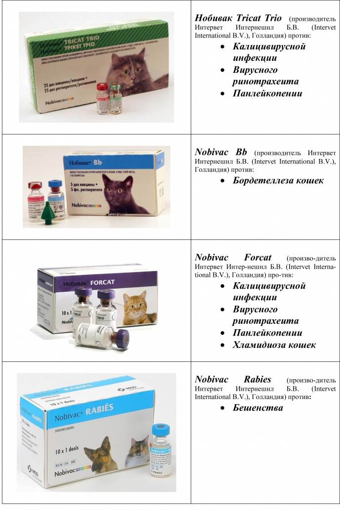 Зачем делать комплексною прививку кошке