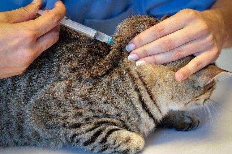 Лимфаденит у кошки: причины и лечение