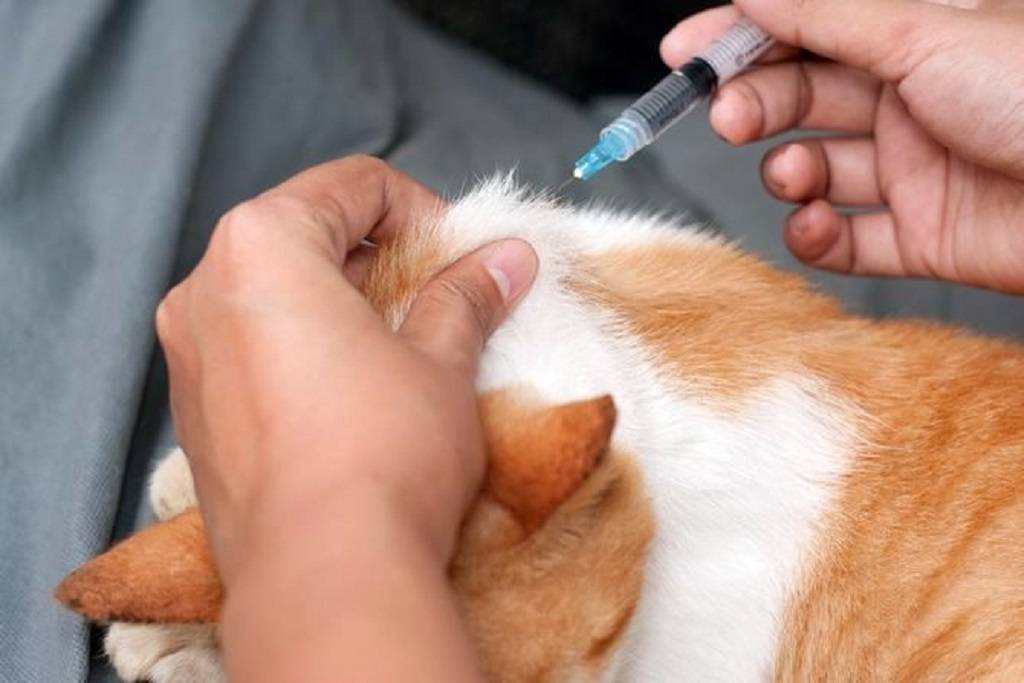 Что делать, если у кошки после прививки появилась шишка на месте укола или рядом? когда опухоль переходит в онкологию?