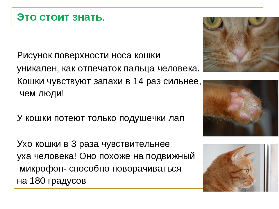 Одышка у кошек: причины и лечение