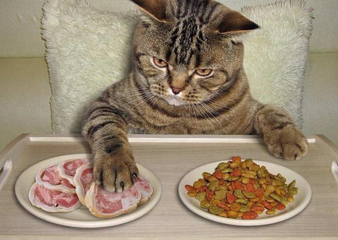 Почему кошка рвет едой. Котик с едой. Еда для кошек. Кот кушает. Накормить кота.
