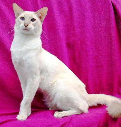Яванская кошка, или яванез: описание породы с фото, особенности содержания