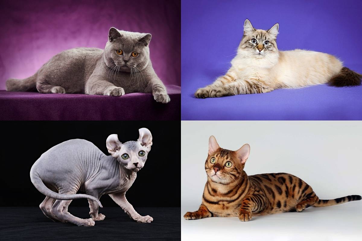 Самые модные и красивые породы кошек в мире
