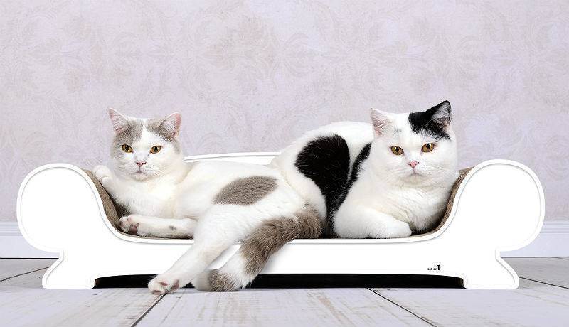 Генетика окрасов кошек