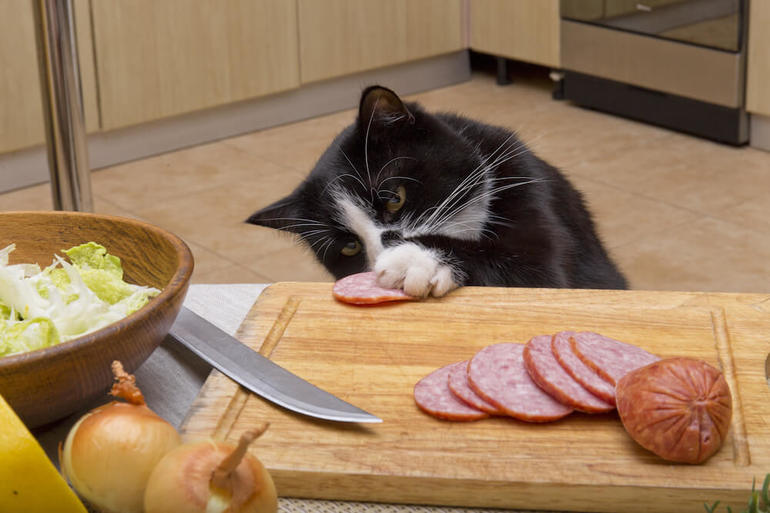 Как отучить кошку лазить по столам: практические советы