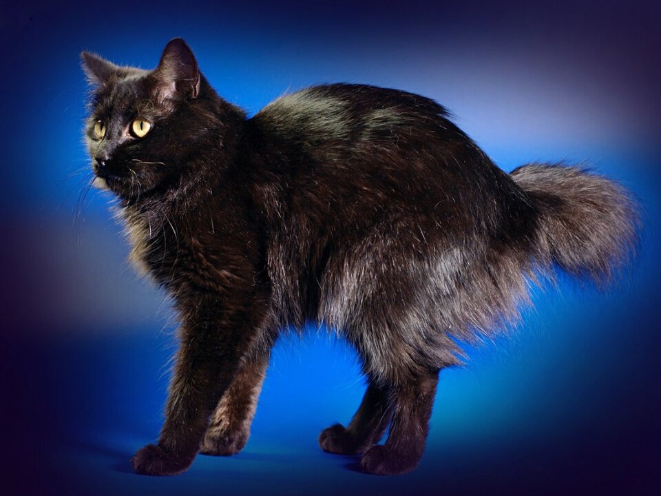Топ-10 пород кошек без хвоста – от древних пород до экспериментальных единичных экземпляров