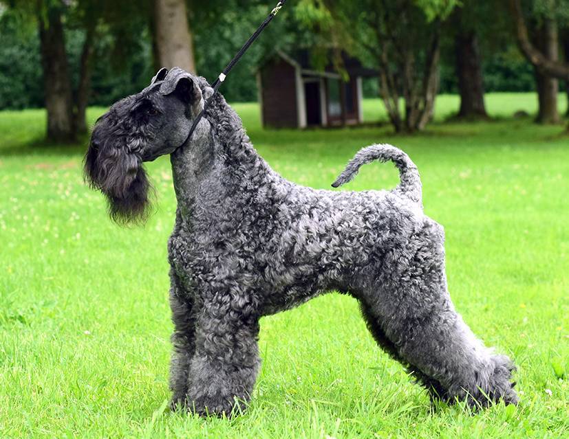 Керри-блю-терьер - описание породы и характер собаки