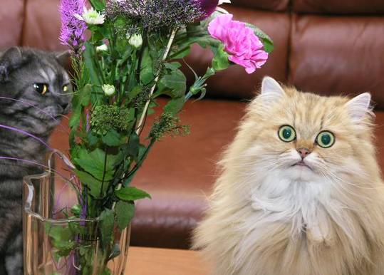 Что делать если кошка ест цветы