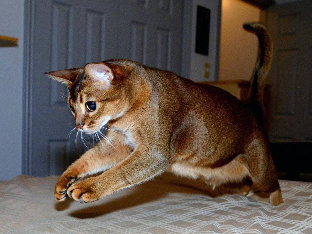Абиссинская кошка: описание породы, происхождение, содержание и кормление