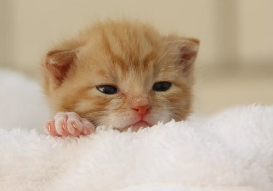 Уход за новорожденными котятами: что нужно знать владельцам