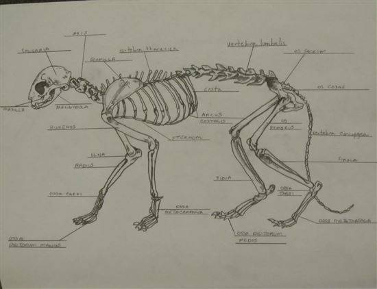 Сколько костей у кошки (анатомия и физиология кошки)
сколько костей у кошки (анатомия и физиология кошки)