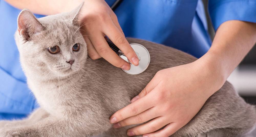 Микроспория у кошек: симптомы, лечение и вакцины от заболевания (+фото)