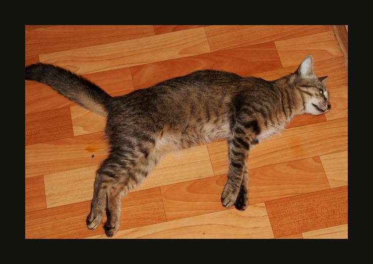 Почему коты уходят умирать из дома. 8 возможных признаков смерти
