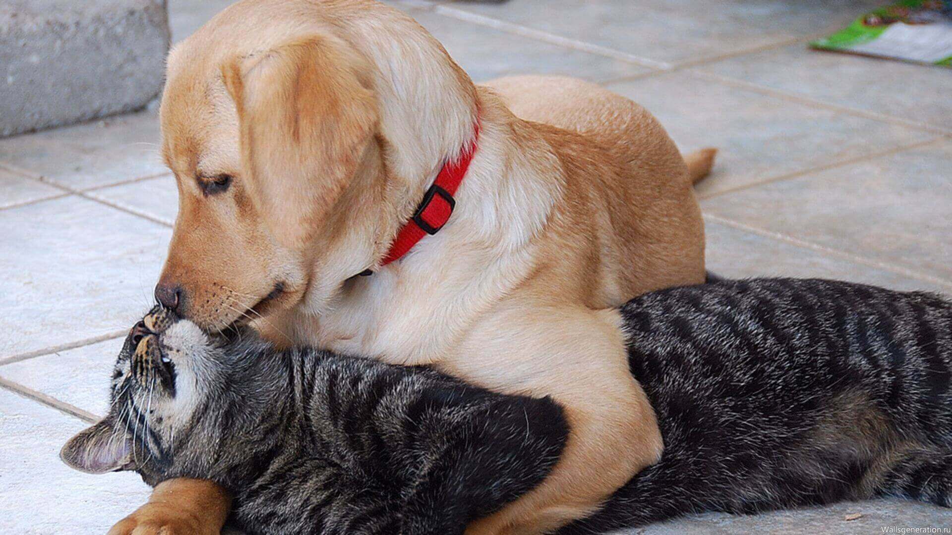 Кот и собака в одном доме: как подружить питомцев - лайфхакер