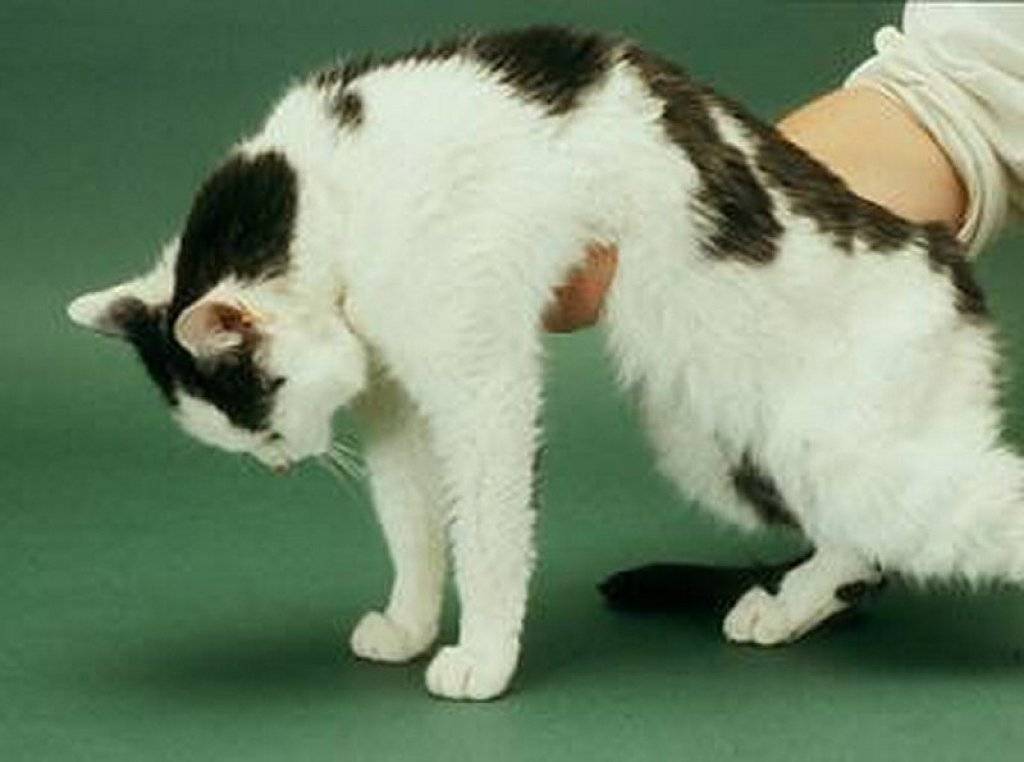 Почечная недостаточность у кошек:  симптомы и лечение, корм