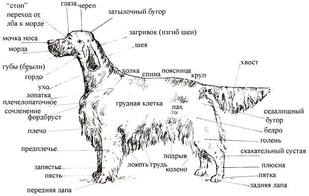 Характеристика английских сеттеров: все особенности такой породы собак