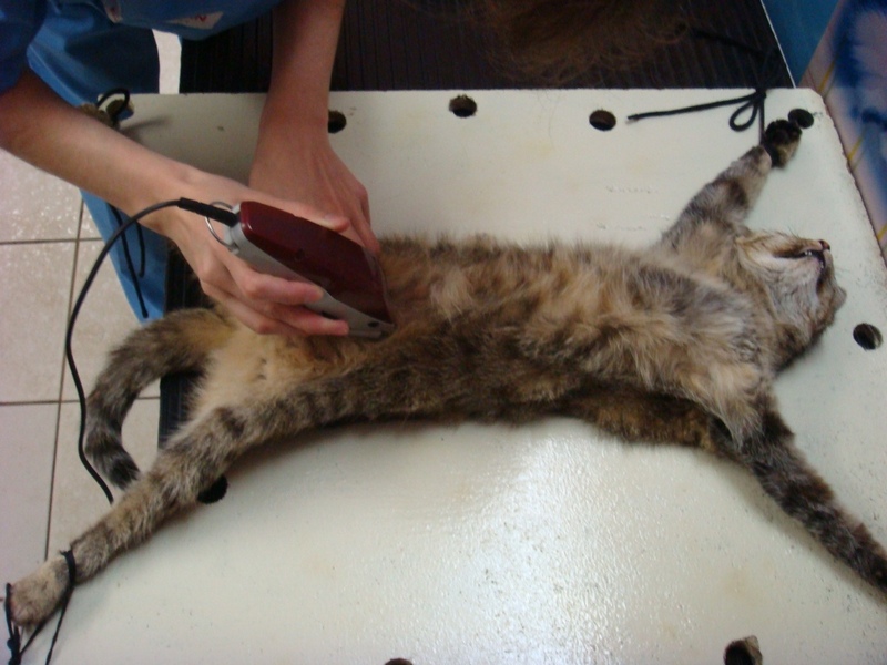 Кошка после стерилизации просит кота и продолжает метить: причины, чем помочь питомице