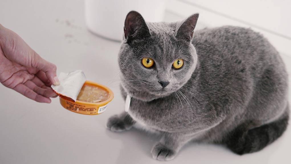 Каким кормом кормить британскую кошку: правильный рацион