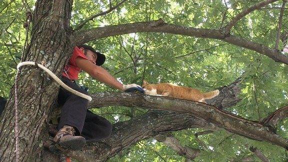 Как снять кота с дерева: самостоятельно или с помощью спецслужб