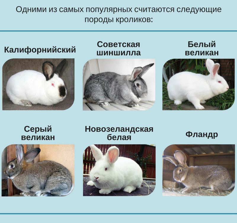 10 самых милых пород декоративных кроликов: фото кроликов, описание | for-pet
