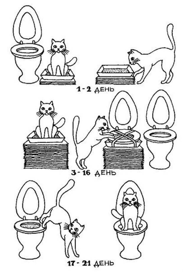Как воспитывать котенка, чтобы он был ласковым и спокойным: правила воспитания котов и кошек
