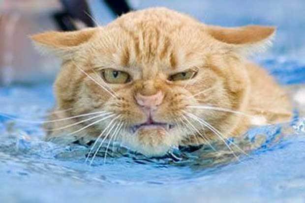 Купание кошек или как приучить кошку к воде. как приучить кошку к воде