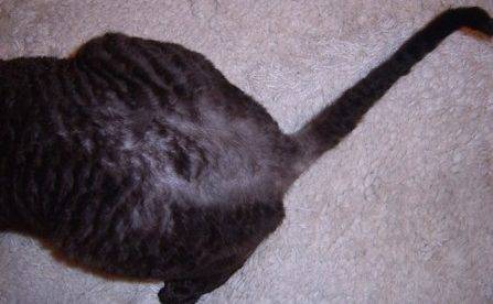 Проплешины у кошек — причины облысения на спине, голове, лапах и ушах
