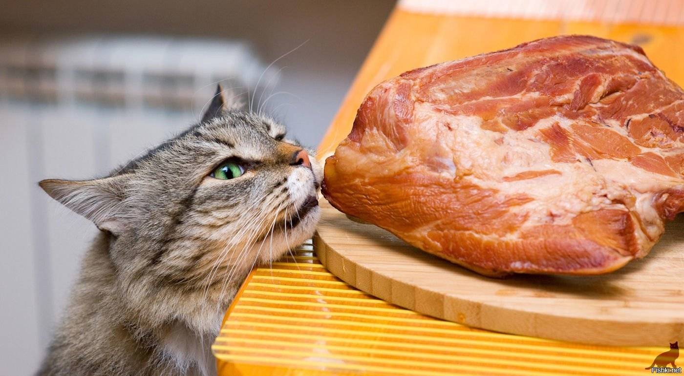 Как и чем кормить кошку или кота: 4 совета которые нельзя игнорировать