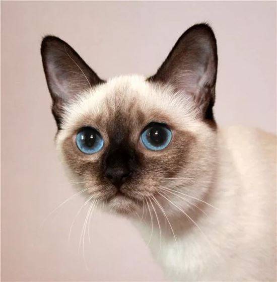 Сиамская кошка описание породы и характера, цены на котят и отзывы (+фото)