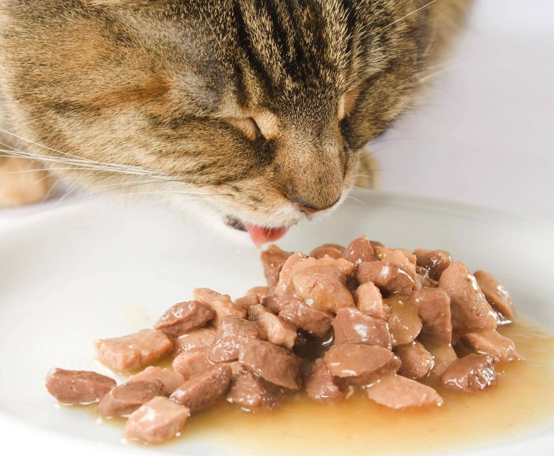 Что делать, если котенок ничего не ест?