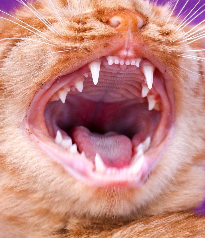 Кот с открытым ртом: почему кошка тяжело дышит, как собака, и приоткрывает пасть?