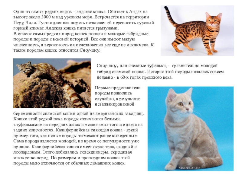 Все породы кошек с фотографиями
