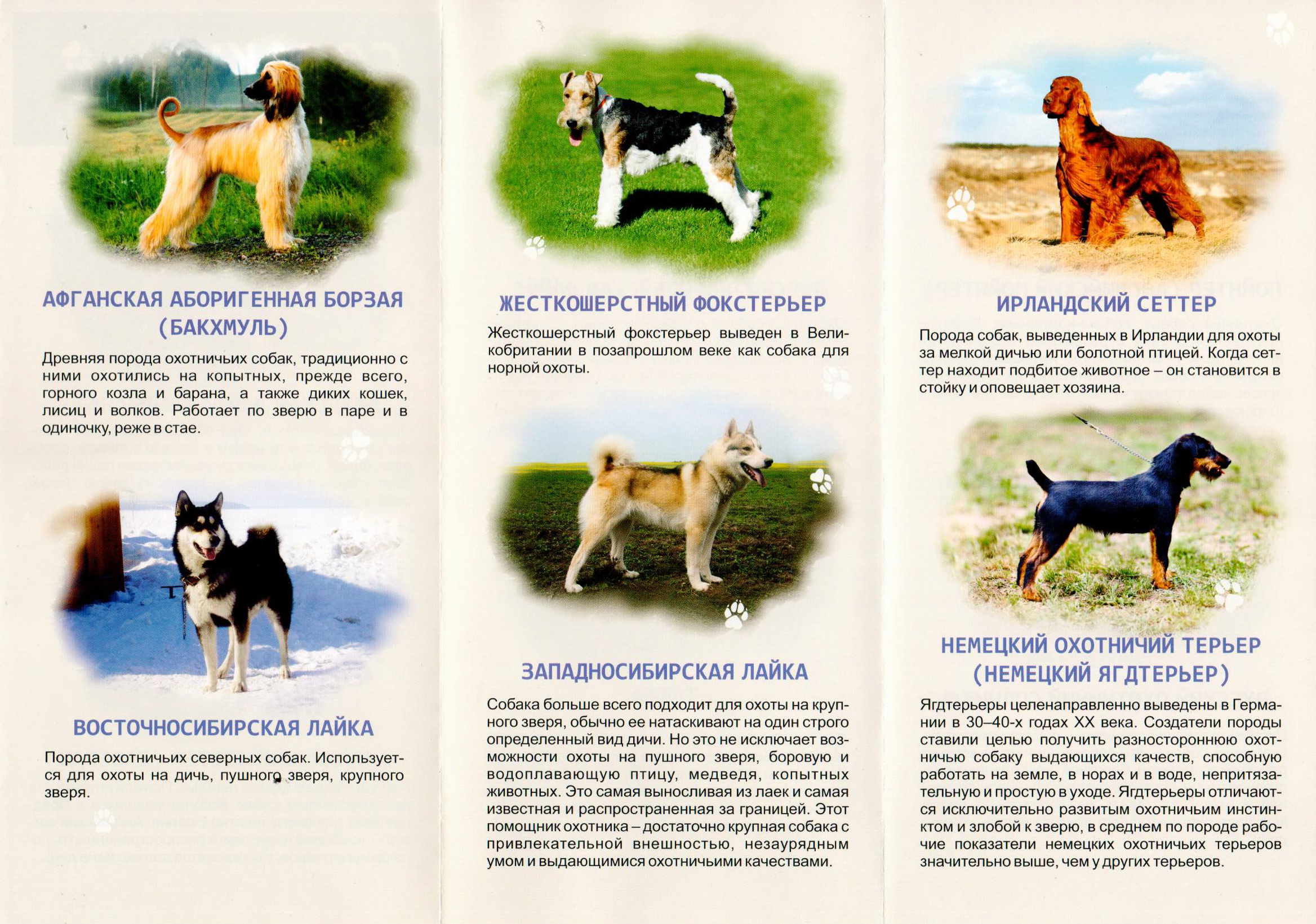 Охотничьи породы собак с фотографиями и названиями - 15 лучших пород для охоты.