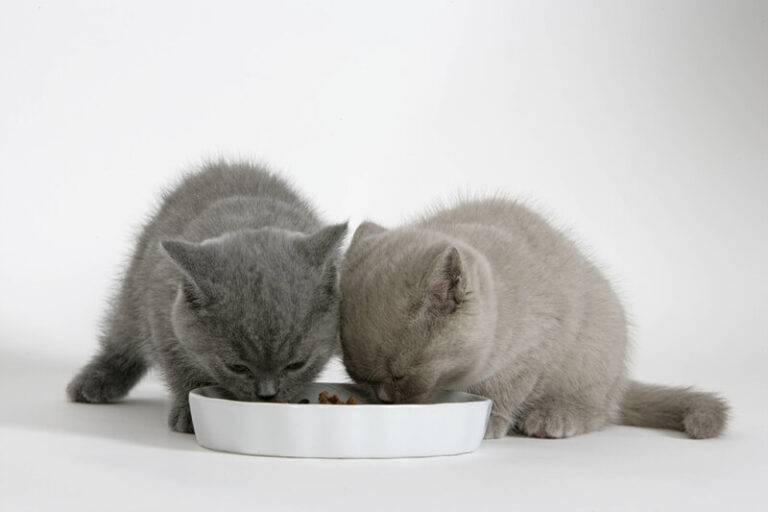 Можно ли котенку творог: как правильно кормить