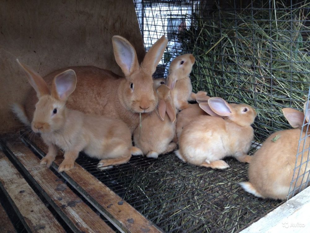 Бургундский кролик: описание породы, фото, содержание, разведение