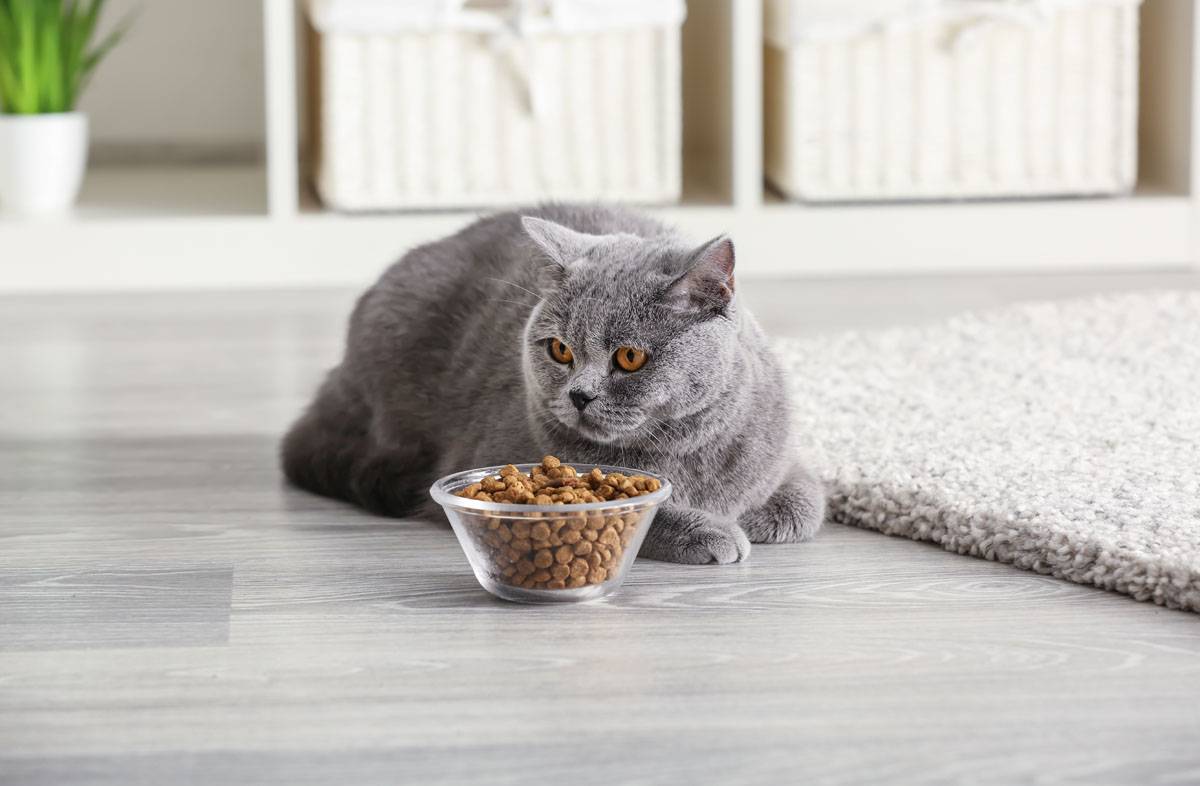 Чем кормить шотландского котенка и взрослого кота: выбор типа питания