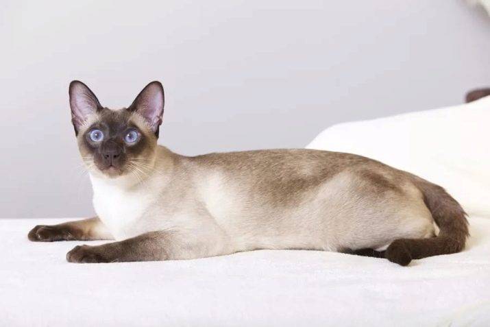 Тайская кошка: описание породы, внешнего вида и характера, уход и содержание, кормление